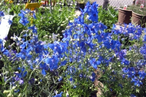 Delphinium 'Blue Butterfly'